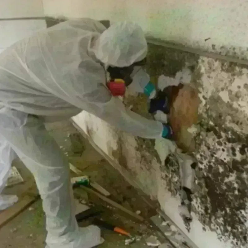 Mold Remediation and Removal in South Weber, UT